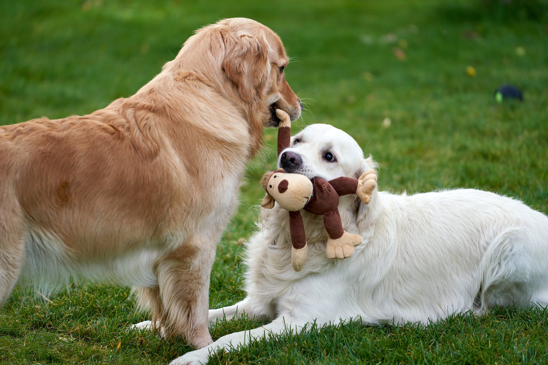 retriver dogs playing with plush monkey