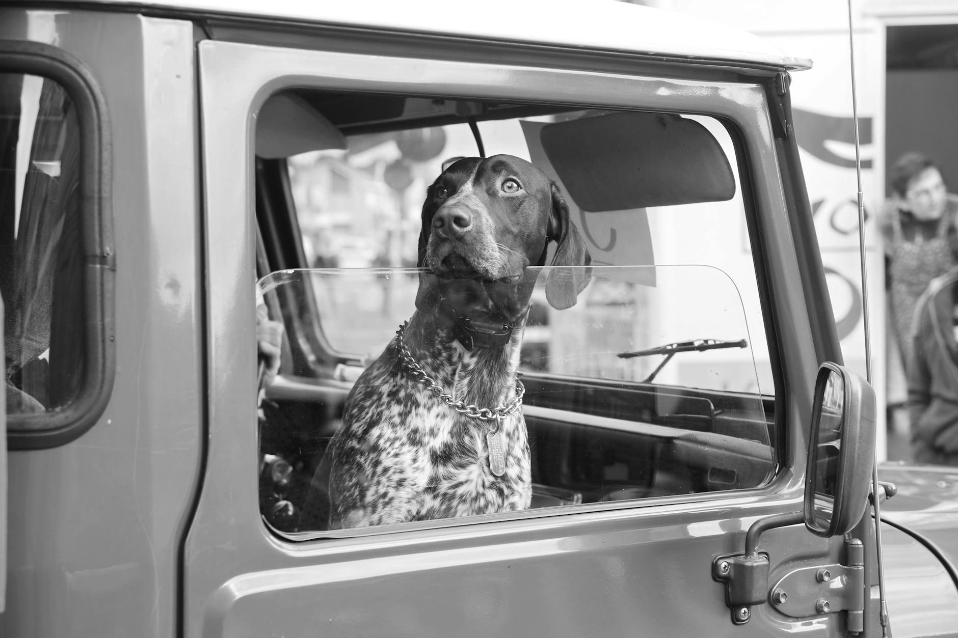 dog sitting in a car