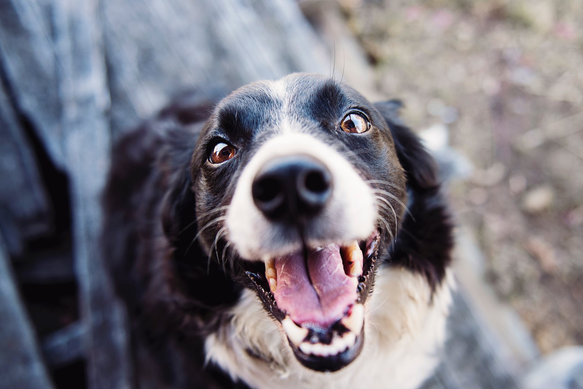 shallow focus photography of adult black and white border collie